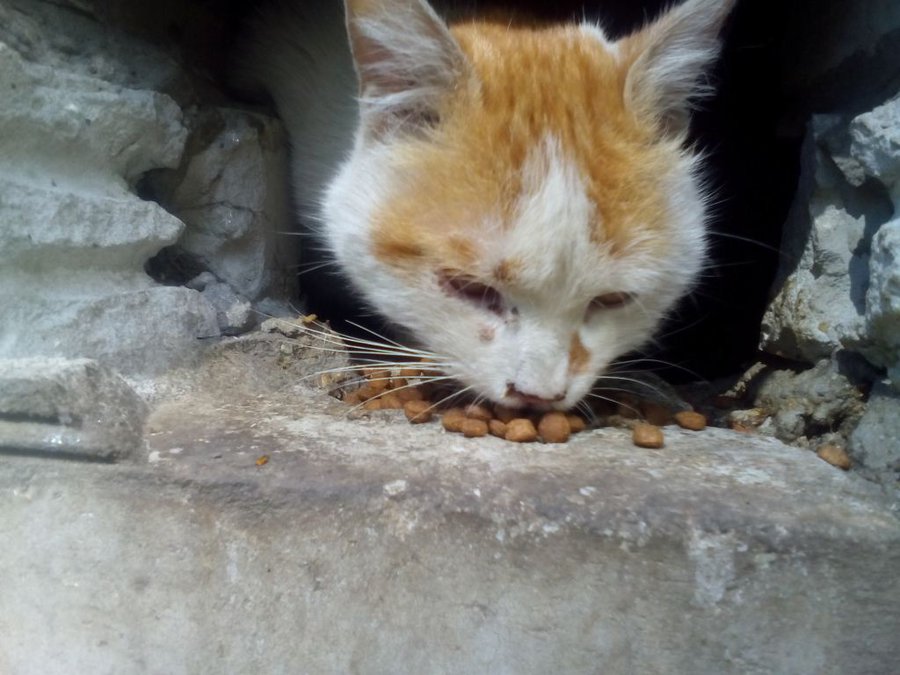 IMG_20150505_144212.jpg (104.01 КБ) Просмотров: 26409 IMG_20150505_144212.jpg