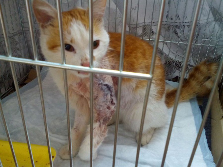 IMG_20150509_112911.jpg (107.92 КБ) Просмотров: 26398 IMG_20150509_112911.jpg