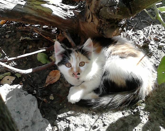 кошечка.jpg