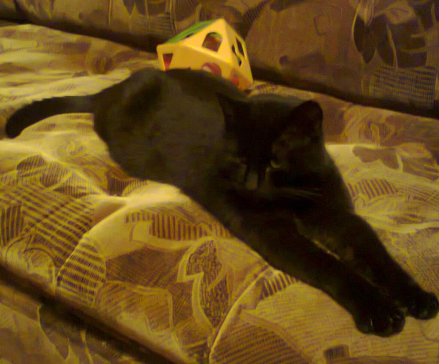 Кот.jpg