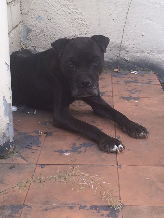 14064158_1567302040245437_4731985769388079390_n.jpg (86.7 КБ) Просмотров: 3656 14064158_1567302040245437_4731985769388079390_n.jpg