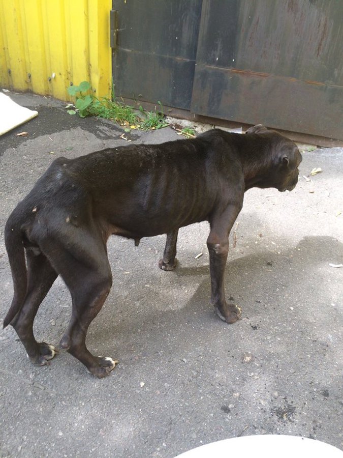 14064010_1567302050245436_2059365267921622212_n.jpg (129.87 КБ) Просмотров: 3656 14064010_1567302050245436_2059365267921622212_n.jpg